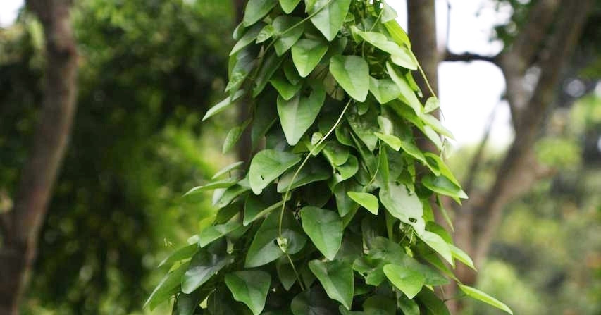 Cây dây leo mọc hoang giúp lợi tiểu, giảm tiểu buốt, tiểu rắt