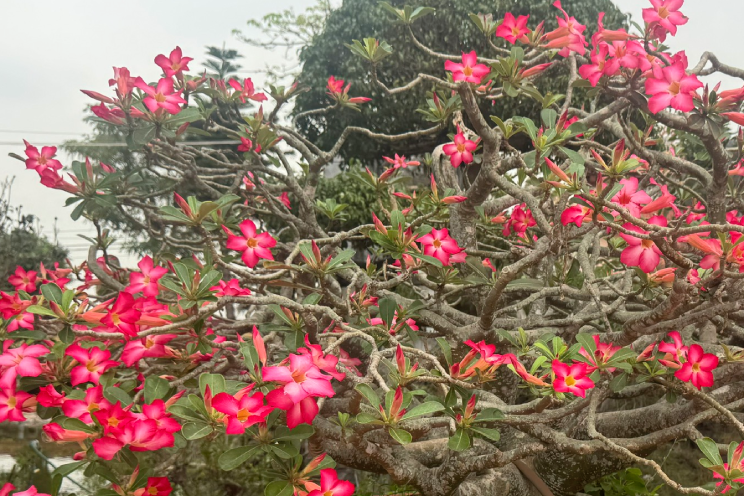 Chất kịch độc với tim, thần kinh có trong loài hoa nhiều người yêu thích