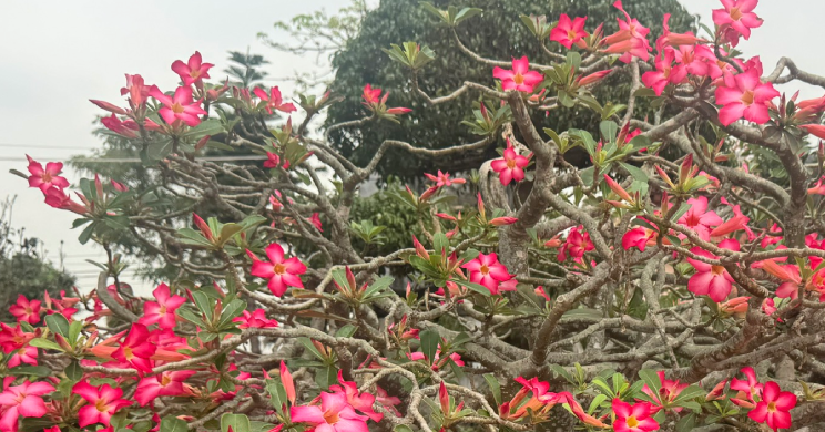 Chất kịch độc với tim, thần kinh có trong loài hoa nhiều người yêu thích