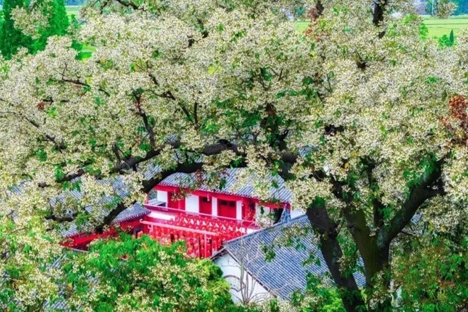 Du khách nườm nượp ngắm cây 1.200 năm nở hoa, cả làng kiếm hàng chục tỷ đồng