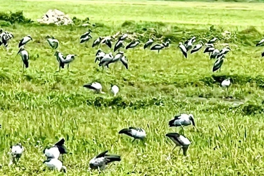 Hàng nghìn con cò nhạn quý hiếm bất ngờ sà xuống cánh đồng