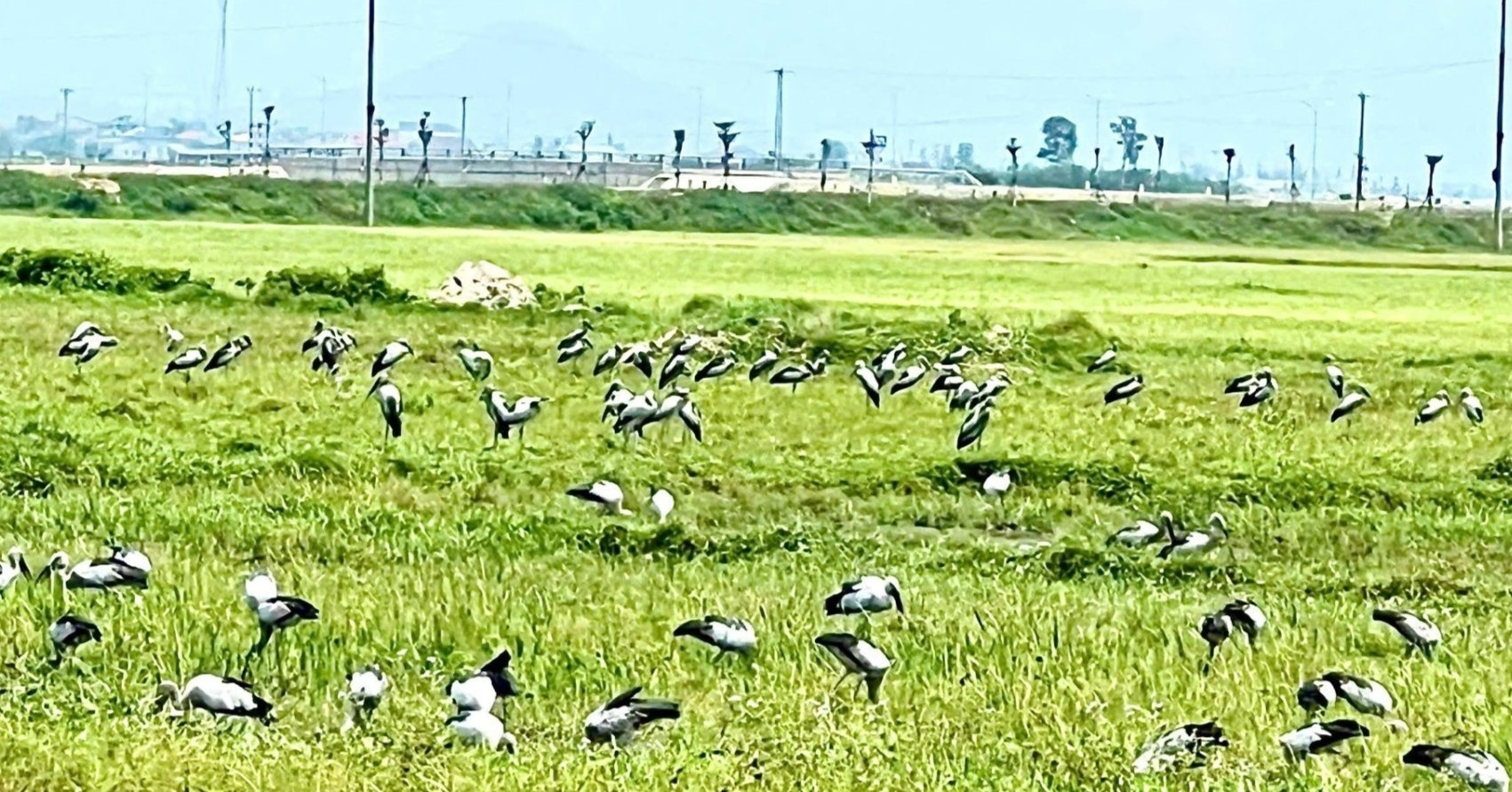 Hàng nghìn con cò nhạn quý hiếm bất ngờ sà xuống cánh đồng