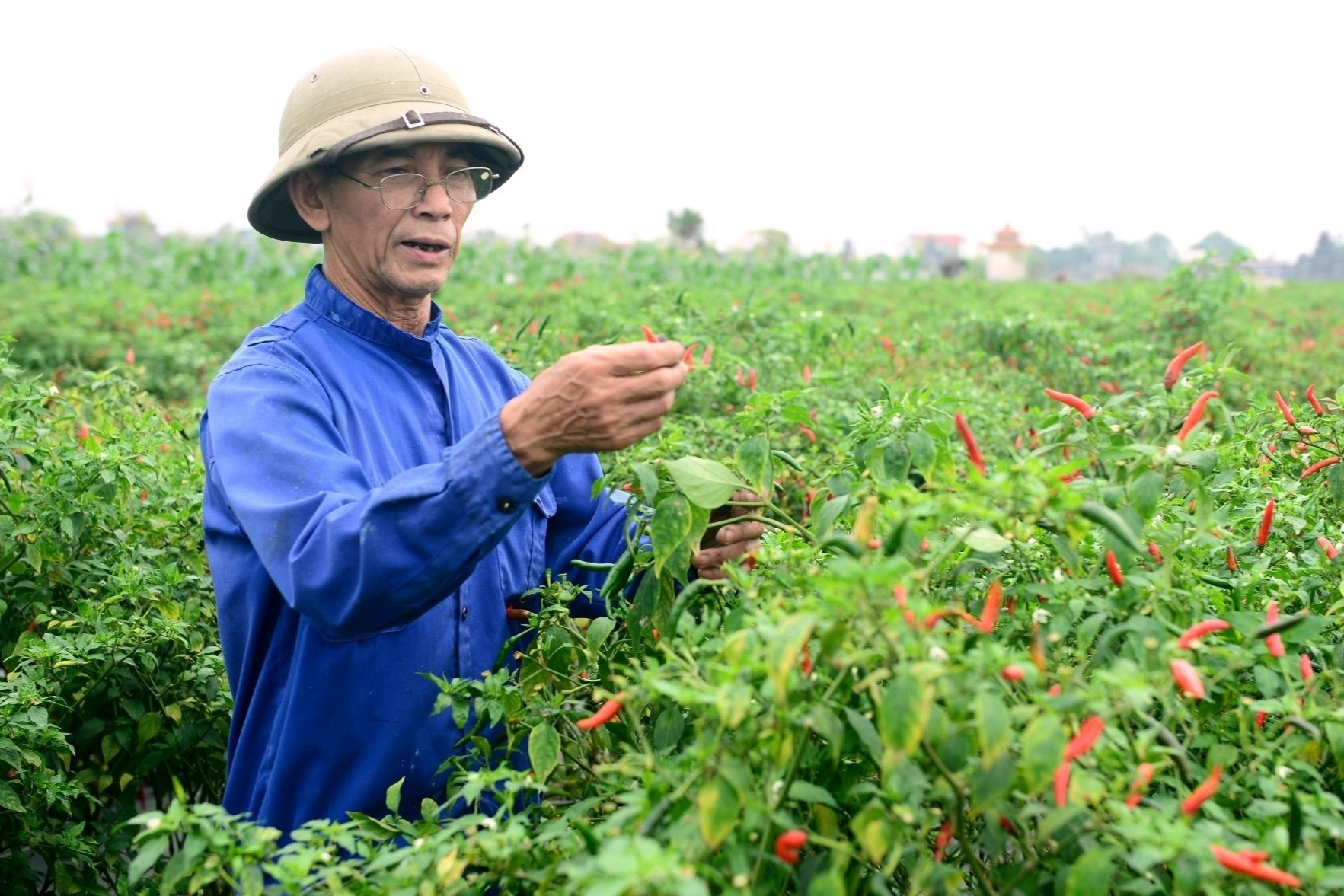 Giá ớt Thanh Hóa rớt một mạch, chính vụ chỉ còn 7.000 đồng/kg