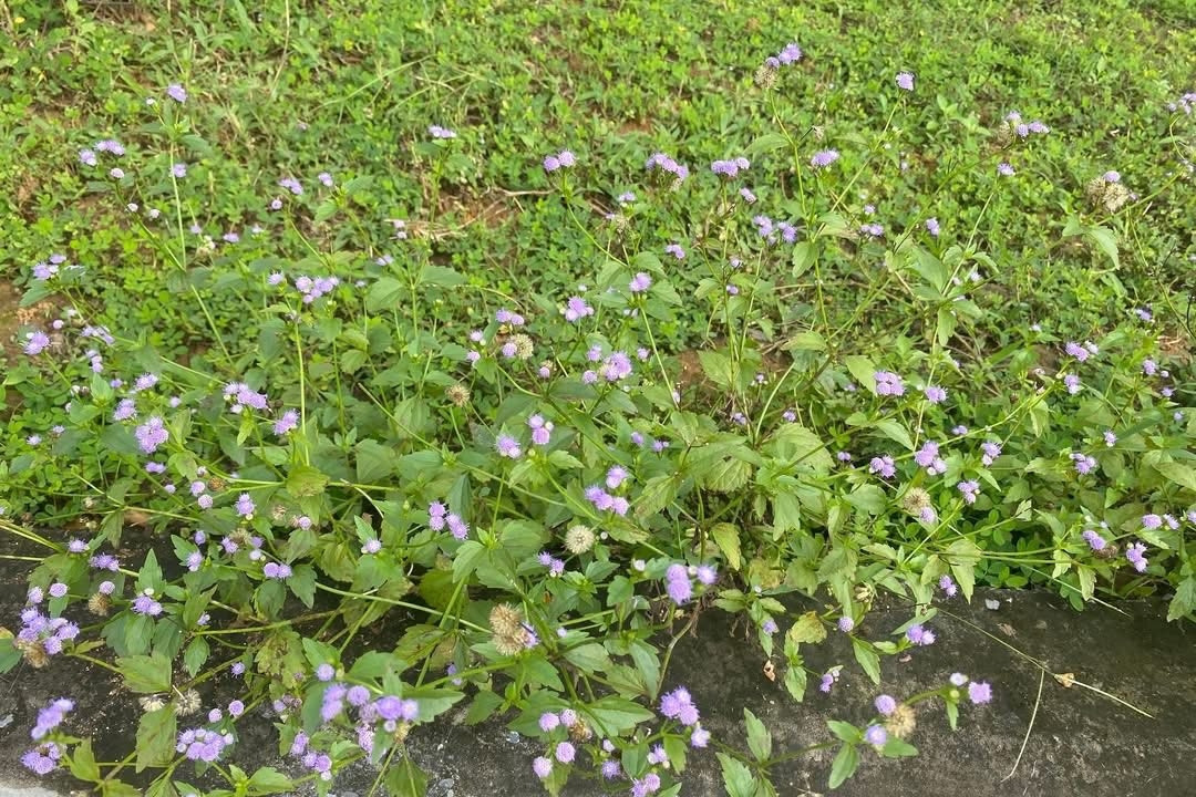 5 thói quen ăn uống của người Nhật cải thiện cả tinh thần lẫn thể chất Loại cây dại mang tên xấu xí nhưng là vị thuốc cứu tinh cho người bị xoang