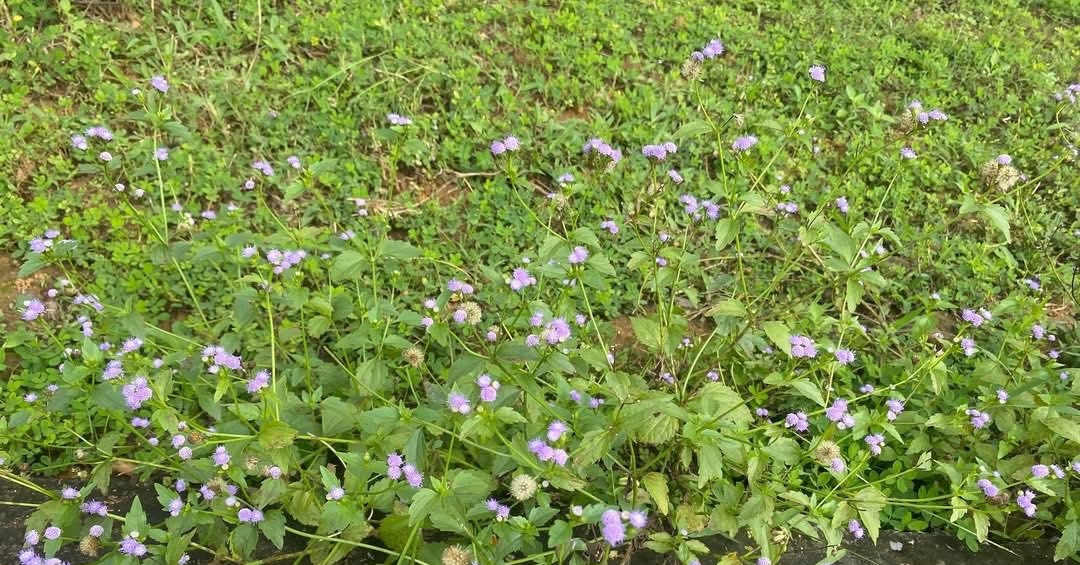 Loại cây dại mang tên xấu xí nhưng là vị thuốc cứu tinh cho người bị xoang