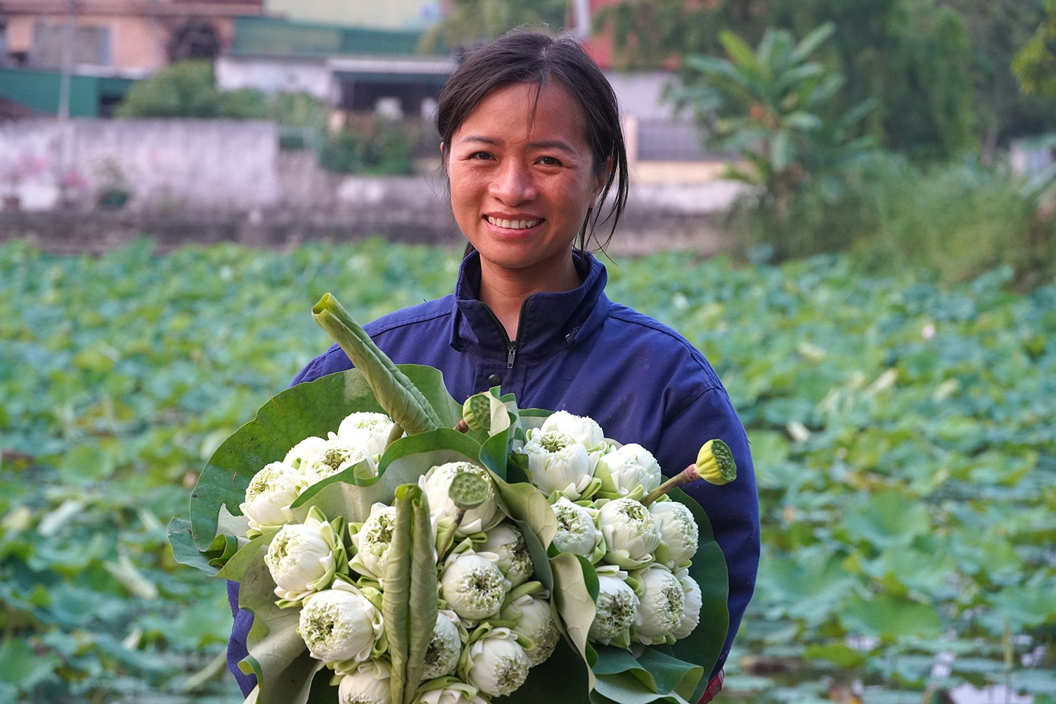 Sen nở sớm, vợ chồng ở Nghệ An lội bùn hái tới 500 bông/ngày, thu tiền triệu
