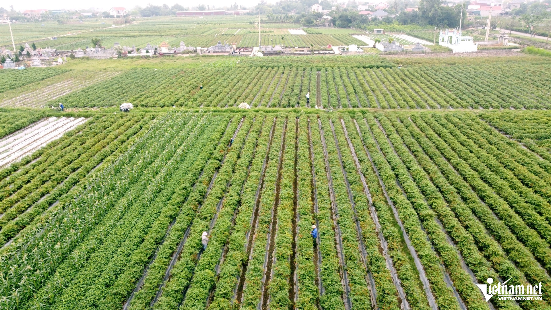 W-a1Giá ớt ở Thanh Hóa.JPG.jpg