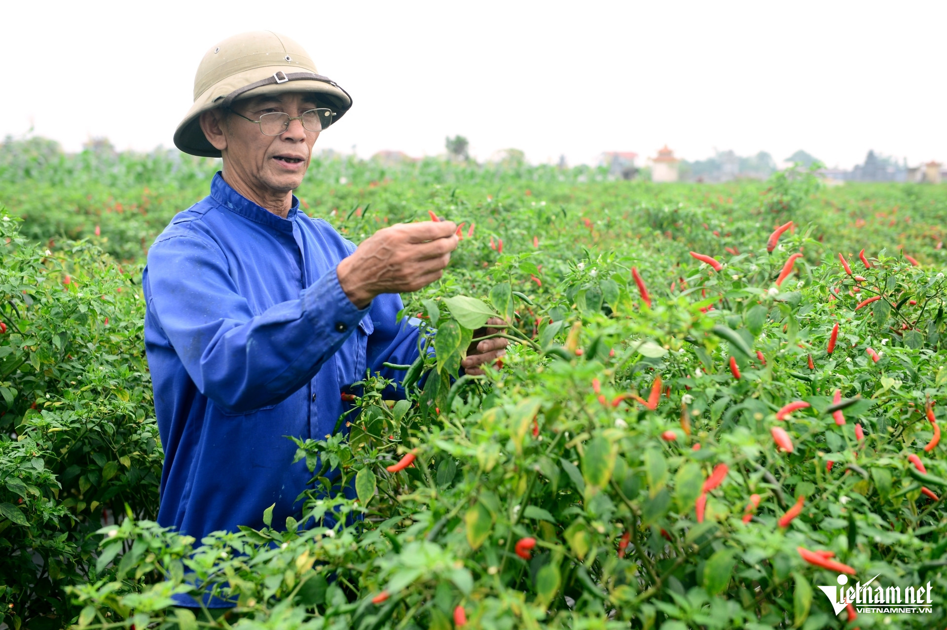 W-a2Giá ớt ở Thanh Hóa.JPG.jpg