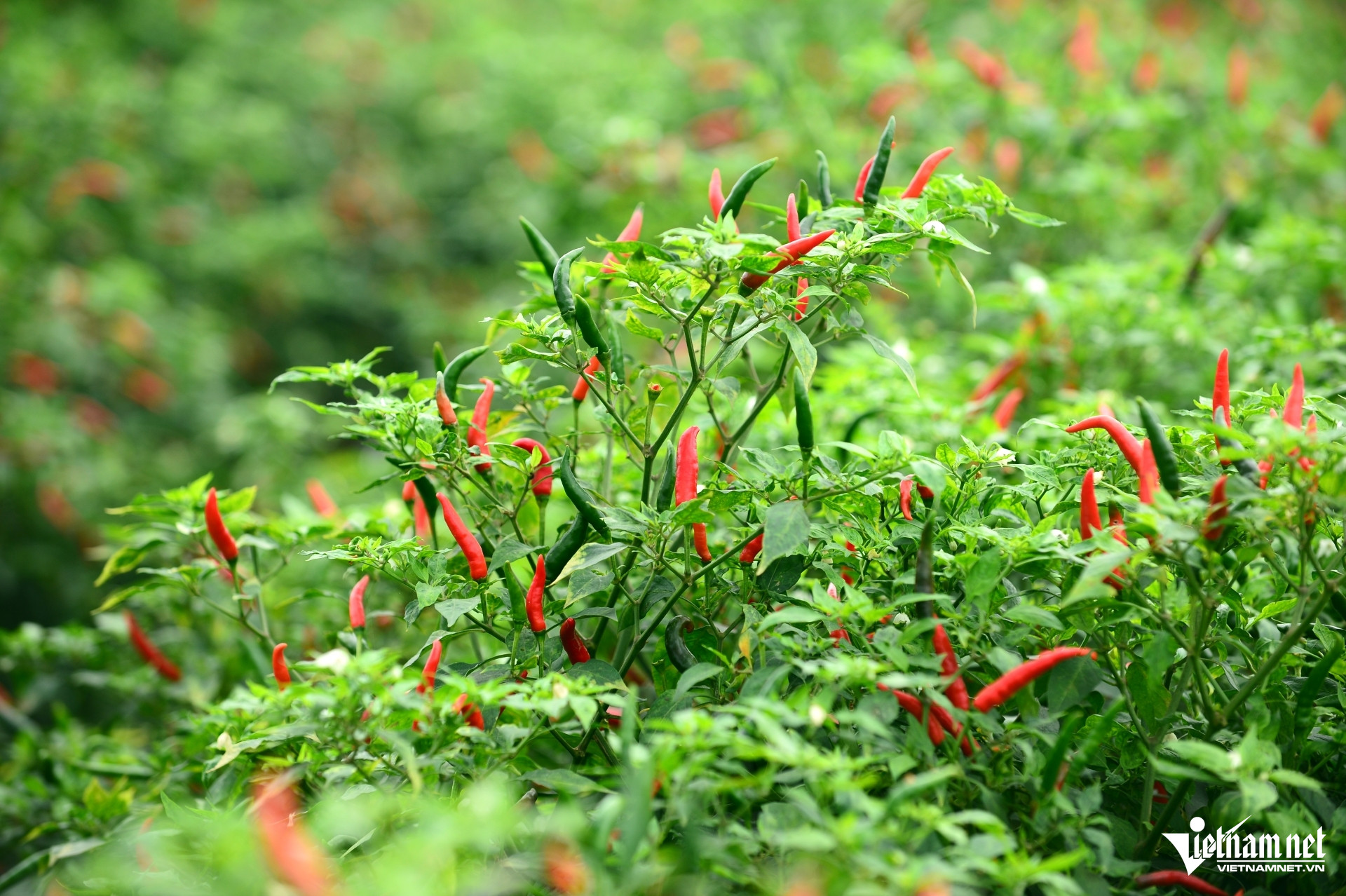 W-a3Giá ớt ở Thanh Hóa.JPG.jpg