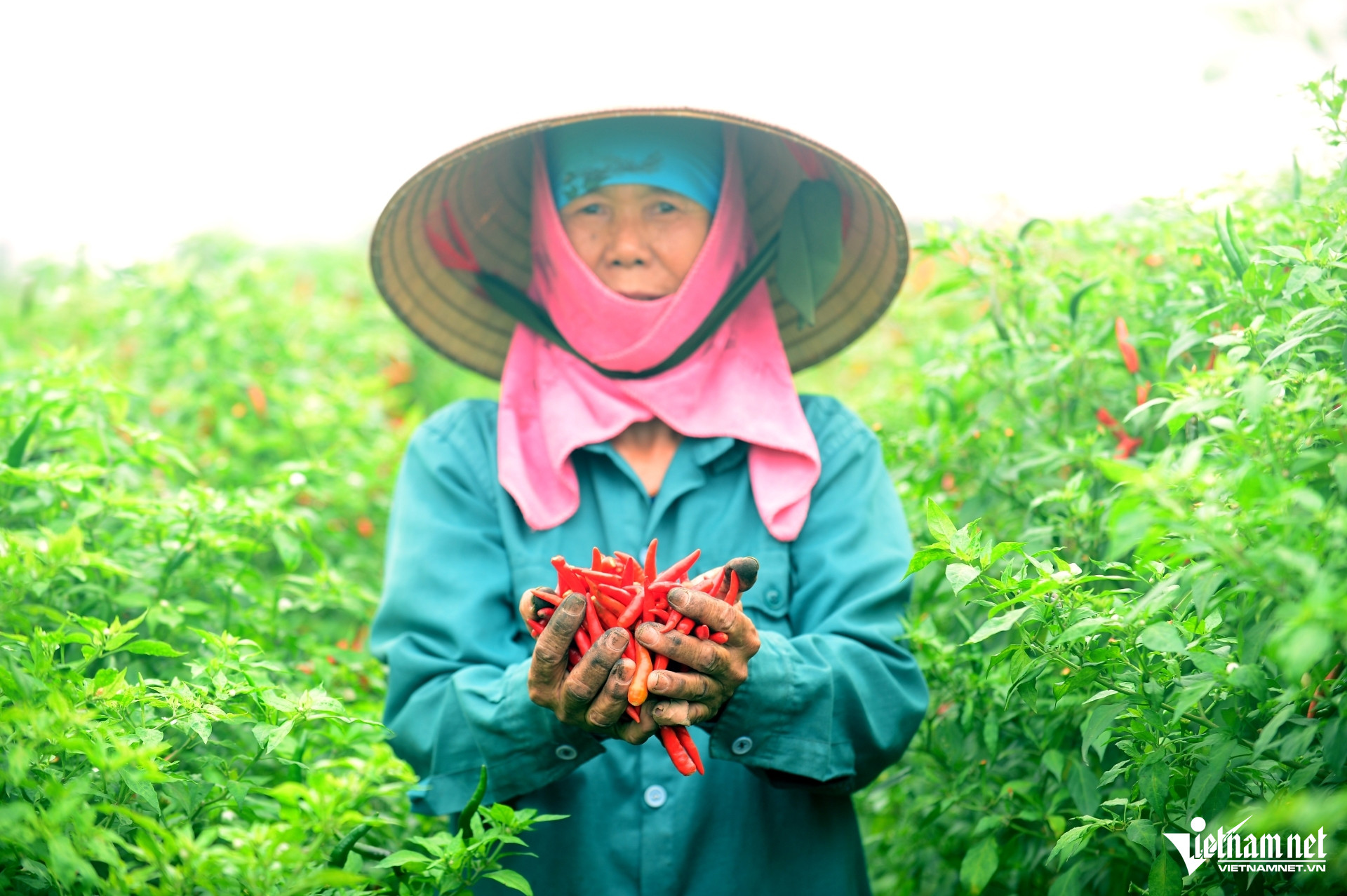 W-a4Giá ớt ở Thanh Hóa.JPG.jpg