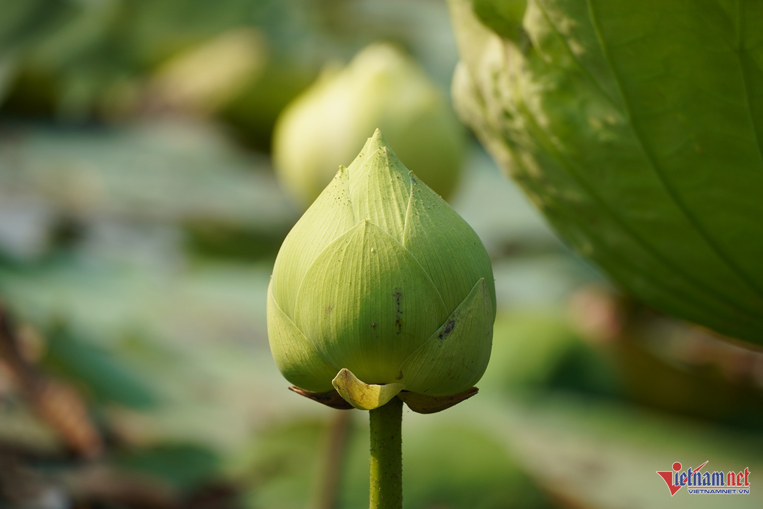 W-sen quê bác 3.JPG.jpg