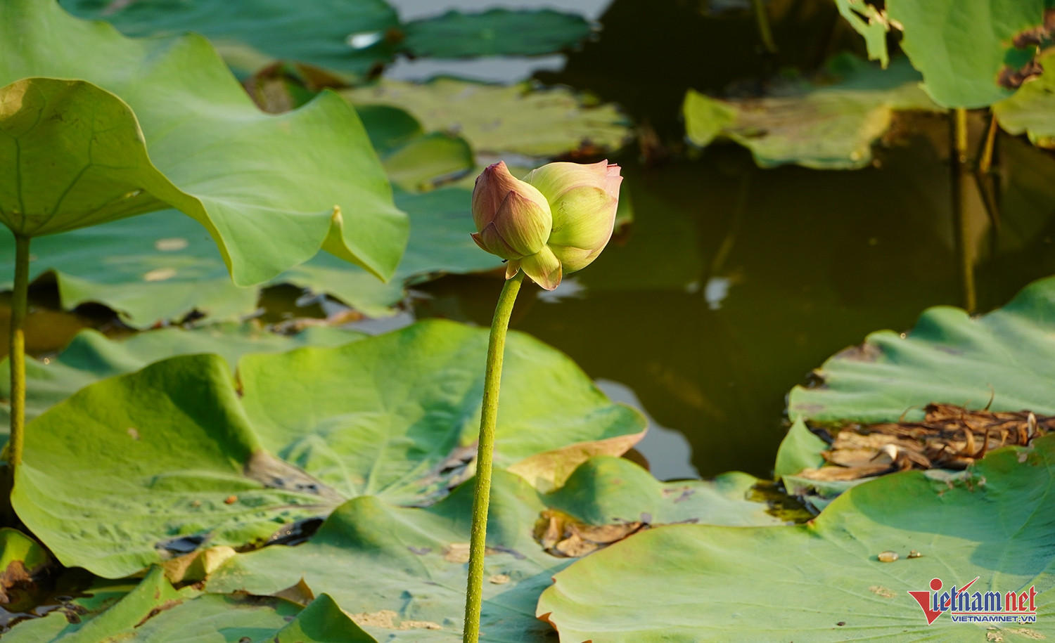 W-Sen quê Bác 6.JPG.jpg