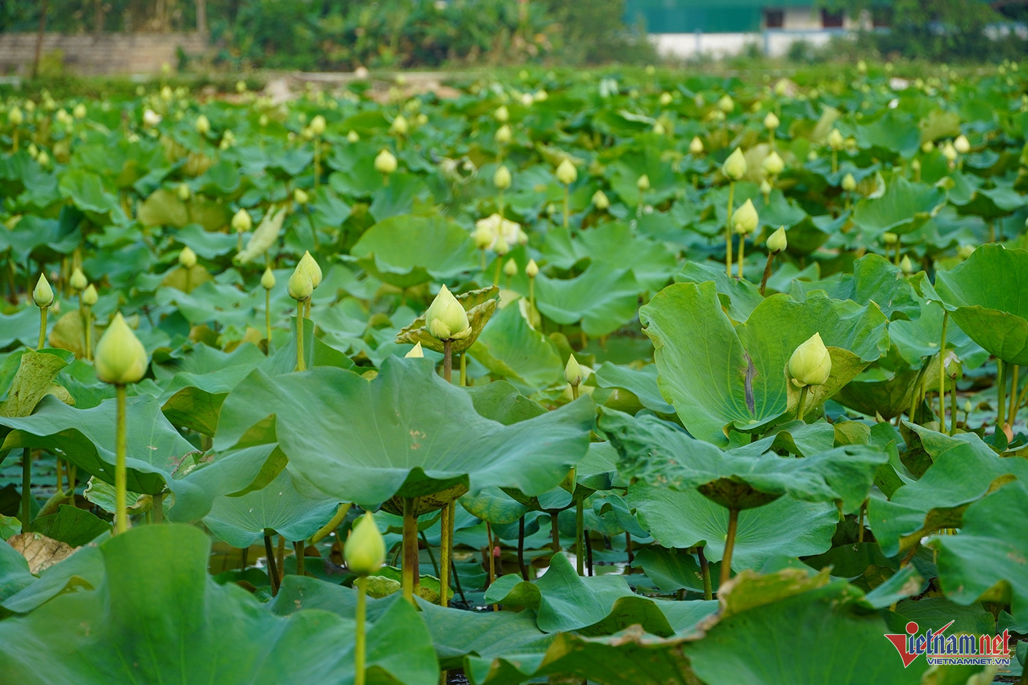 W-sen quê bác 9.JPG.jpg