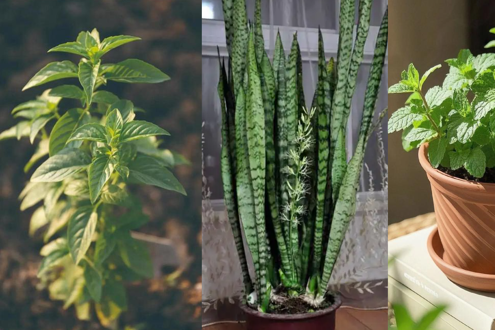 3 loại cây trong bếp làm cho không gian ấm cúng, tài lộc như tự tìm đến