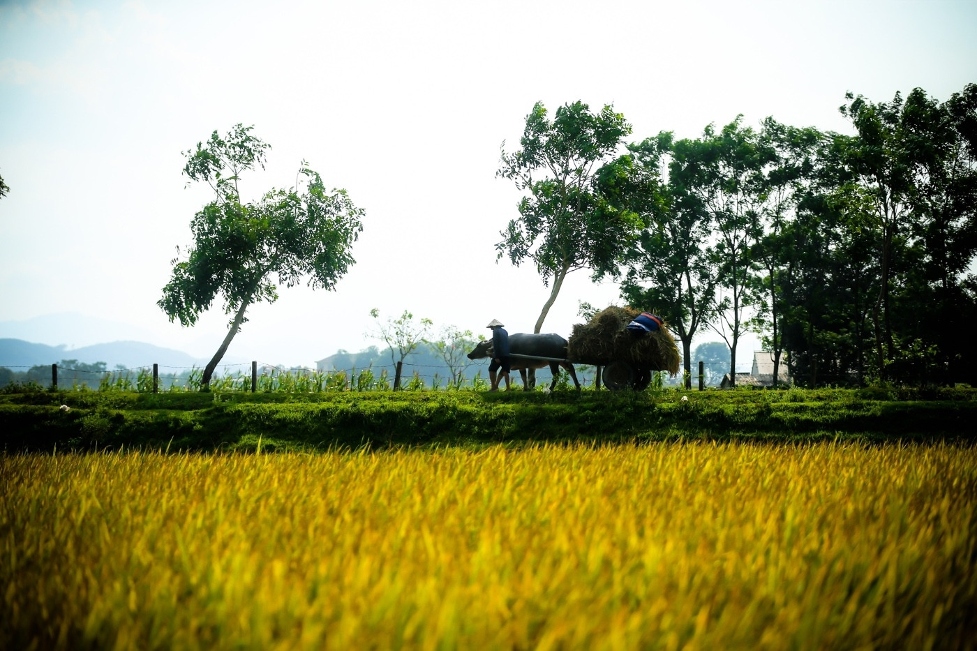 Chi 1,4 tỷ mua đất lúa vì một câu nói, 2 người Hải Phòng chật vật đòi lại tiền