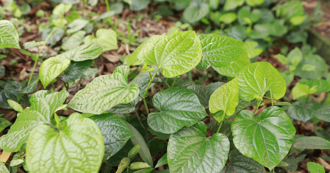 Loại rau mọc hoang không thể thiếu trong món chuối đậu là khắc tinh mồ hôi tay