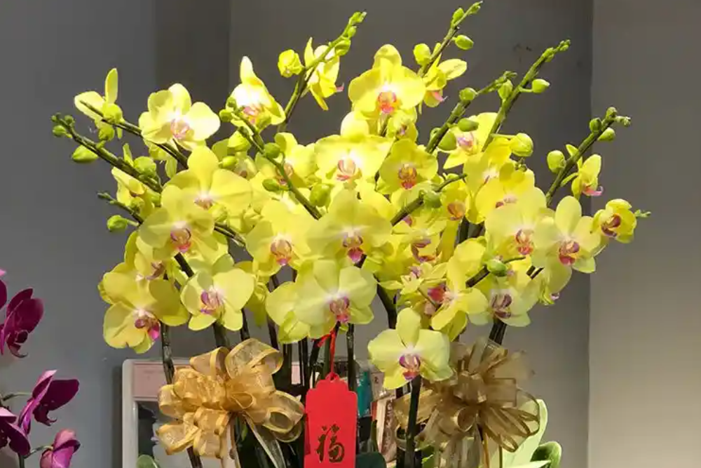  4 cây phong thủy hợp người mệnh Thổ, giúp vững vàng và thu hút tài lộc 