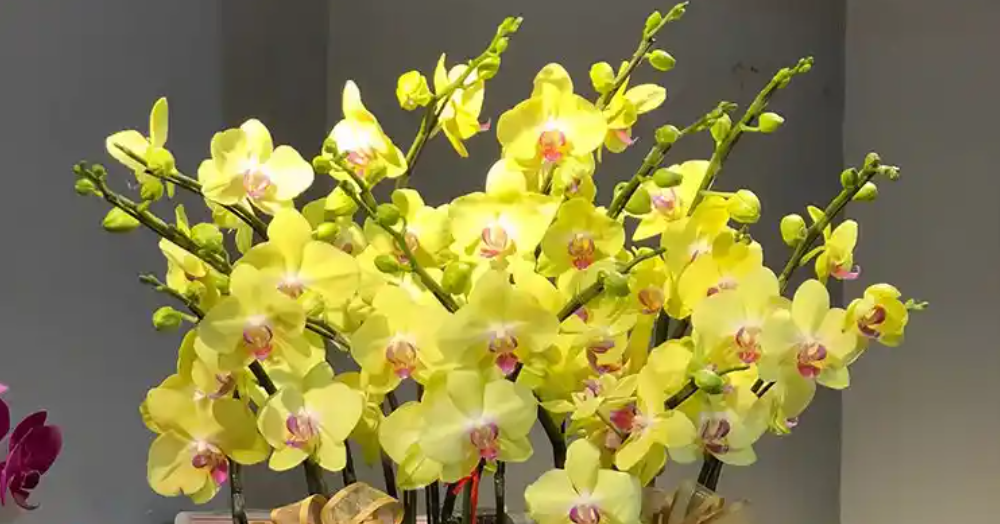 4 cây phong thủy hợp người mệnh Thổ, giúp vững vàng và thu hút tài lộc