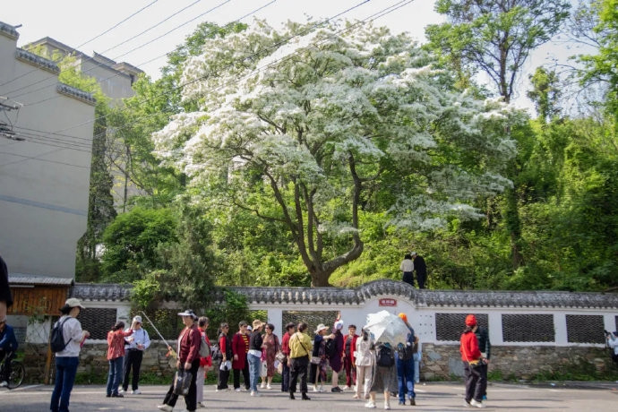 Cây cổ thụ 200 năm 'nở hoa 10 ngày rồi tàn' hút nghìn người tới chiêm ngưỡng