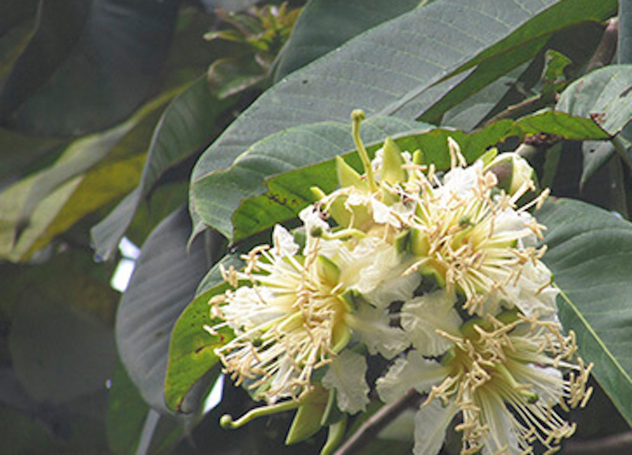 duabanga grandiflora (1).jpg