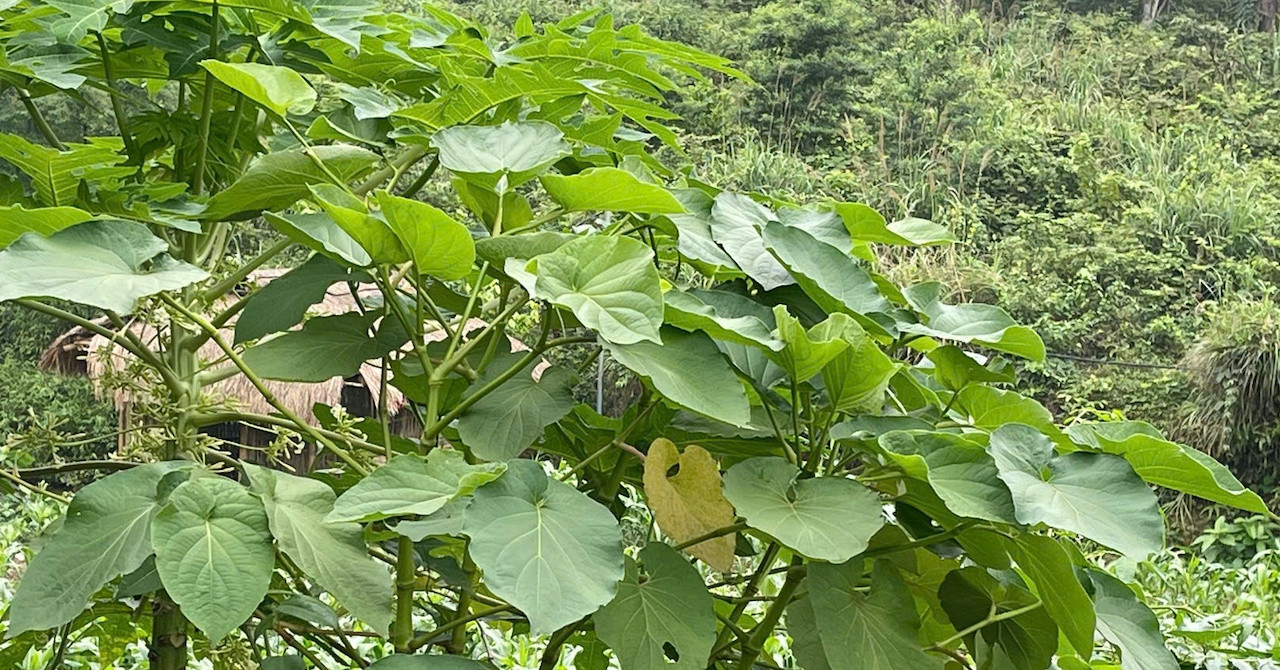 Được ví như "lá kim cương", loại cây gia vị que...