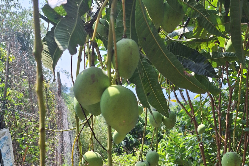  Khác biệt dinh dưỡng giữa xoài xanh và xoài chín: Ăn loại nào tốt hơn? 