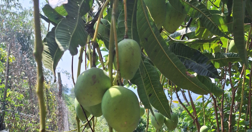 Khác biệt dinh dưỡng giữa xoài xanh và xoài chín: Ăn loại nào tốt hơn?