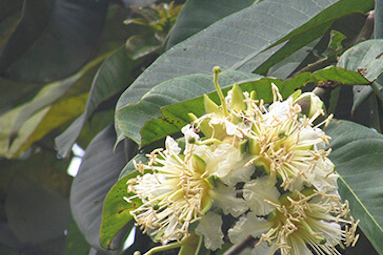 Loại cây mọc đầy ven suối hỗ trợ chữa tiểu buốt, tiểu rắt