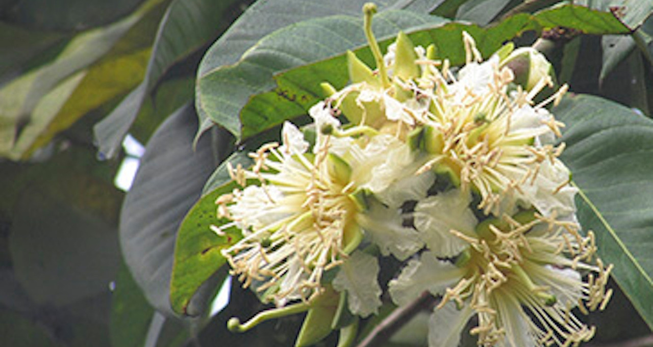 Loại cây mọc đầy ven suối hỗ trợ chữa tiểu buốt, tiểu rắt