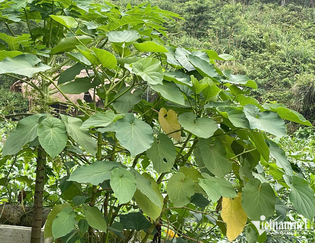 W-76acb393 a4cd 4524 a370 8b792a3f8494.jpeg