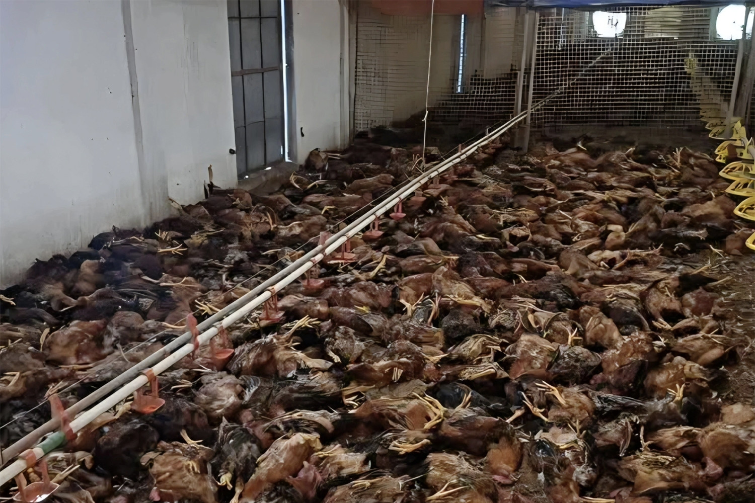 5.000 con gà chết ngạt do sự cố chập điện tại trang trại