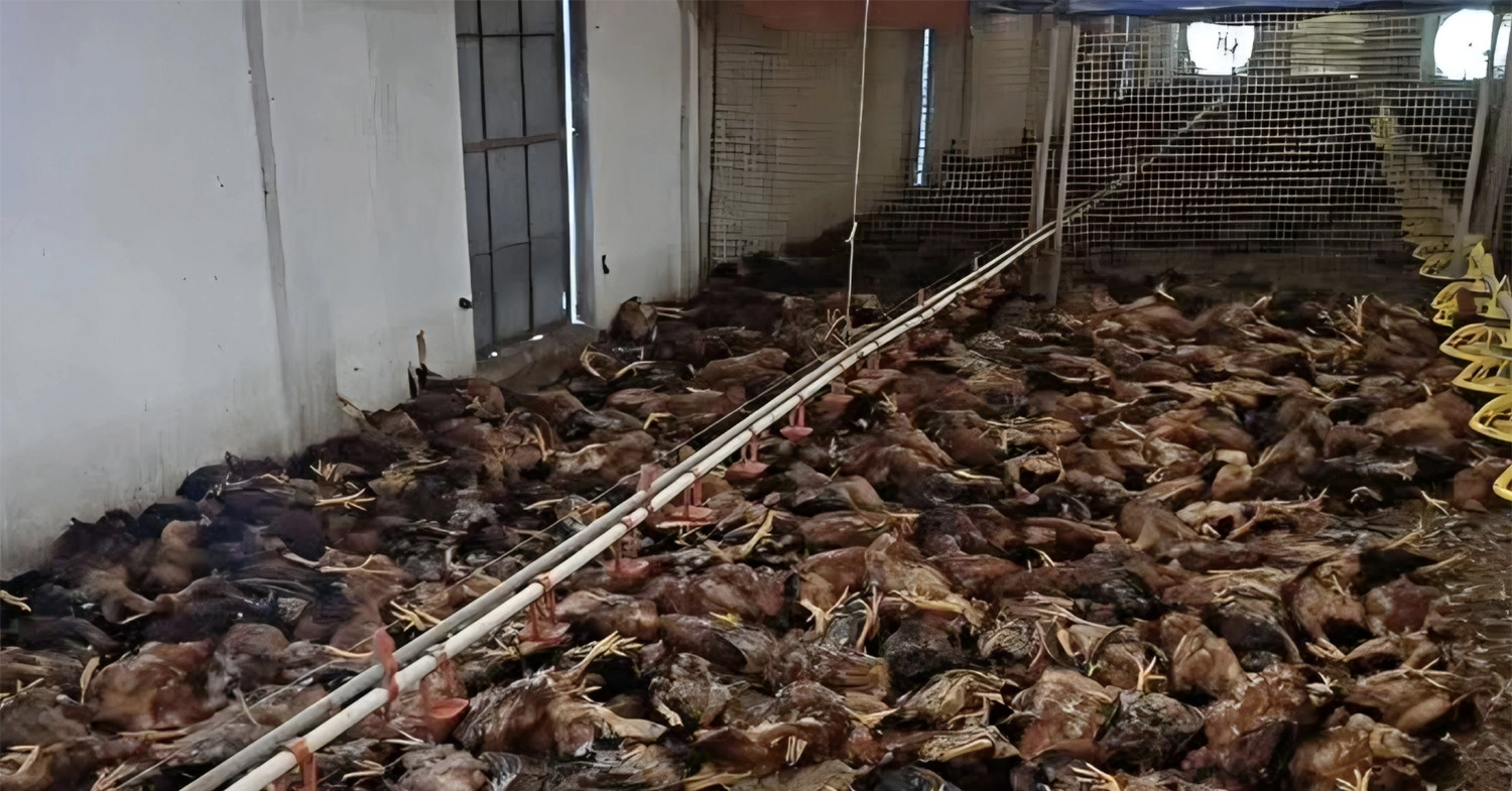 5.000 con gà chết ngạt do sự cố chập điện tại trang trại