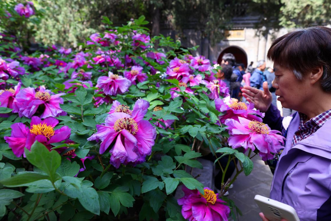 hoa mau don anh.jpeg