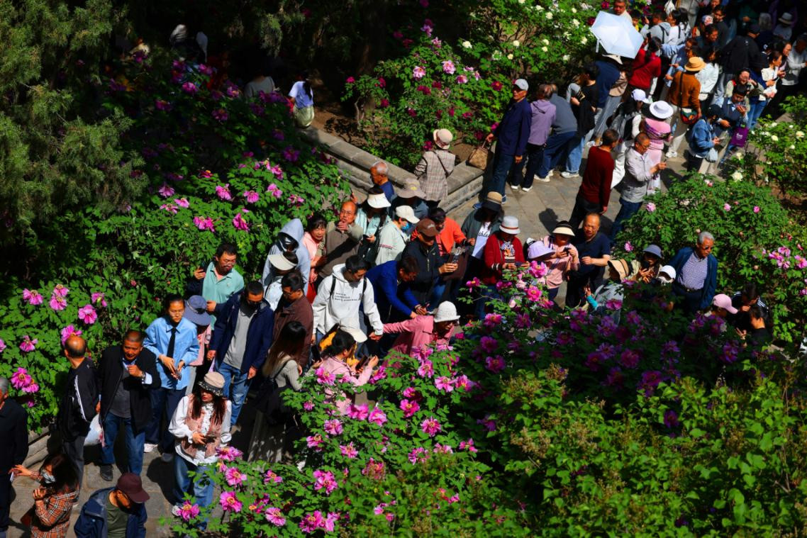 hoa mau don anh1.jpeg