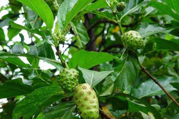 Ít ai ngờ cây dại 'anh em' với cà phê lại là kho báu cho sức khỏe