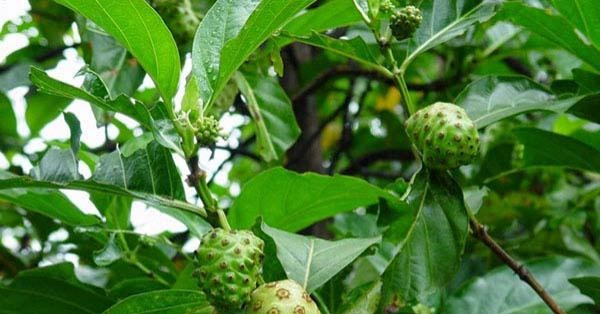 Ít ai ngờ cây dại "anh em" với cà phê lại là kho báu cho sức khỏe