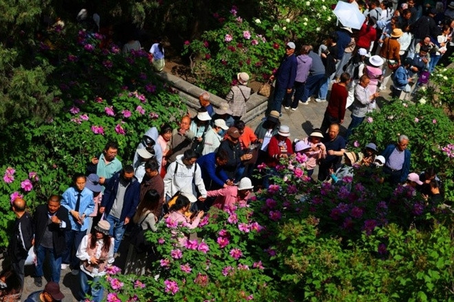  Loài hoa hơn 400 năm tuổi bung nở rực rỡ gây sốt mạng xã hội 