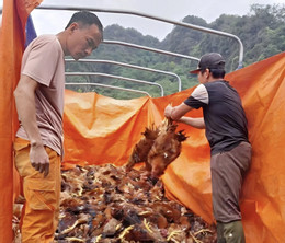 trang trại gà thiệt hại 1.jpg