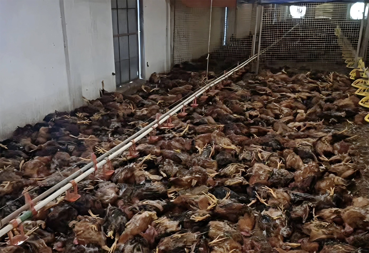 trang trại gà thiệt hại.jpg