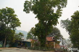 W-cây bồ đề cổ thụ.JPG.jpg