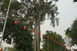 W-cây đa di sản 6.JPG.jpg