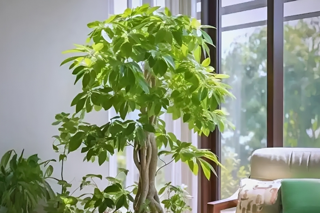 4 cây phong thủy hợp mệnh Mộc, giúp thu hút tài lộc và bình an
