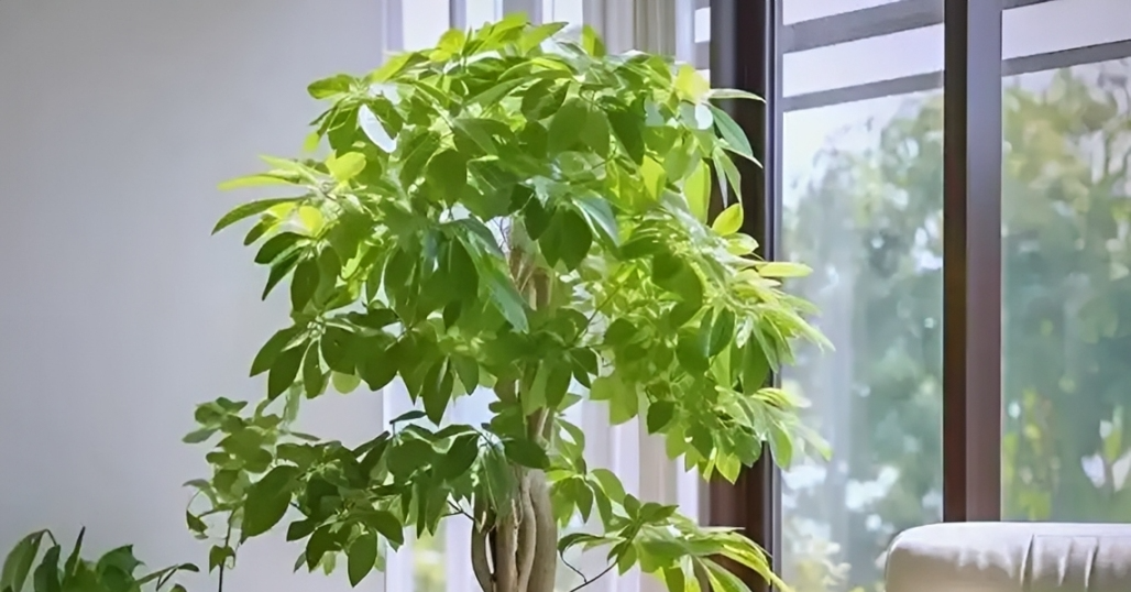 4 cây phong thủy hợp mệnh Mộc, giúp thu hút tài lộc và bình an