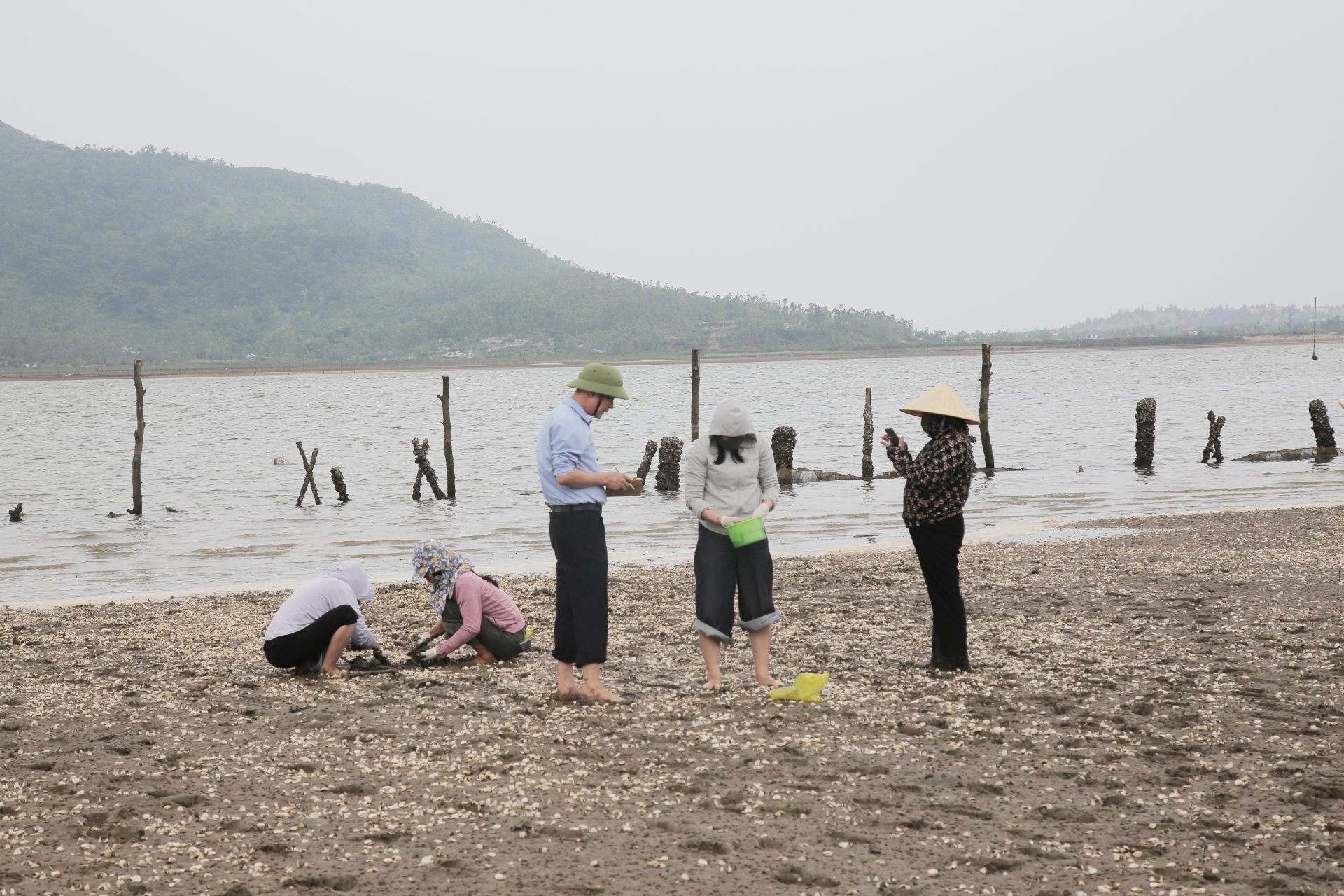 Ngao chết trắng bãi ở Hà Tĩnh, người nuôi thiệt hại tiền tỷ