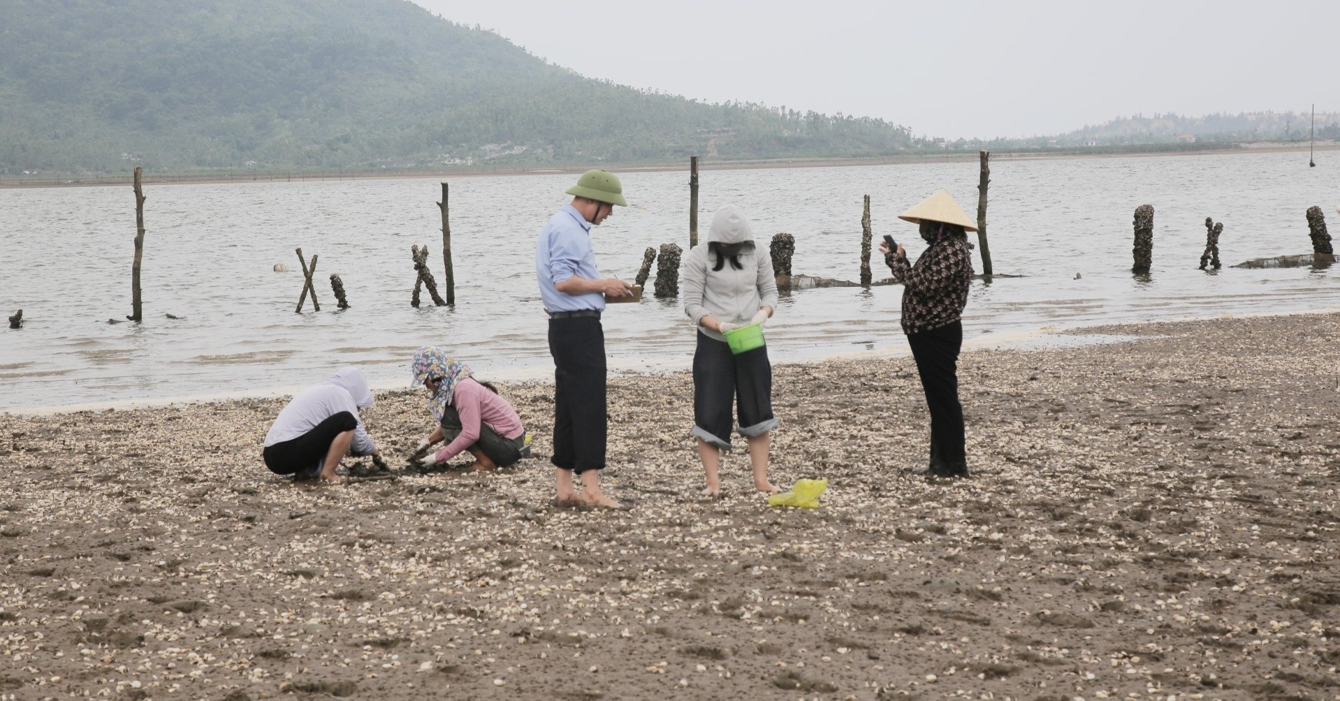 Ngao chết trắng bãi ở Hà Tĩnh, người nuôi thiệt hại tiền tỷ