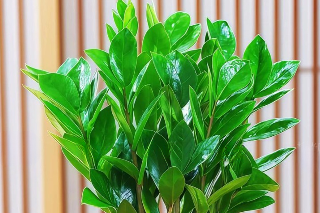 Người mệnh Kim đặt 4 cây này trong nhà: Vừa đẹp sang, vừa kích hoạt tài lộc