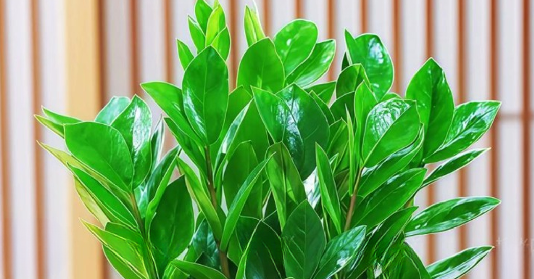 Người mệnh Kim đặt 4 cây này trong nhà: Vừa đẹp sang, vừa kích hoạt tài lộc