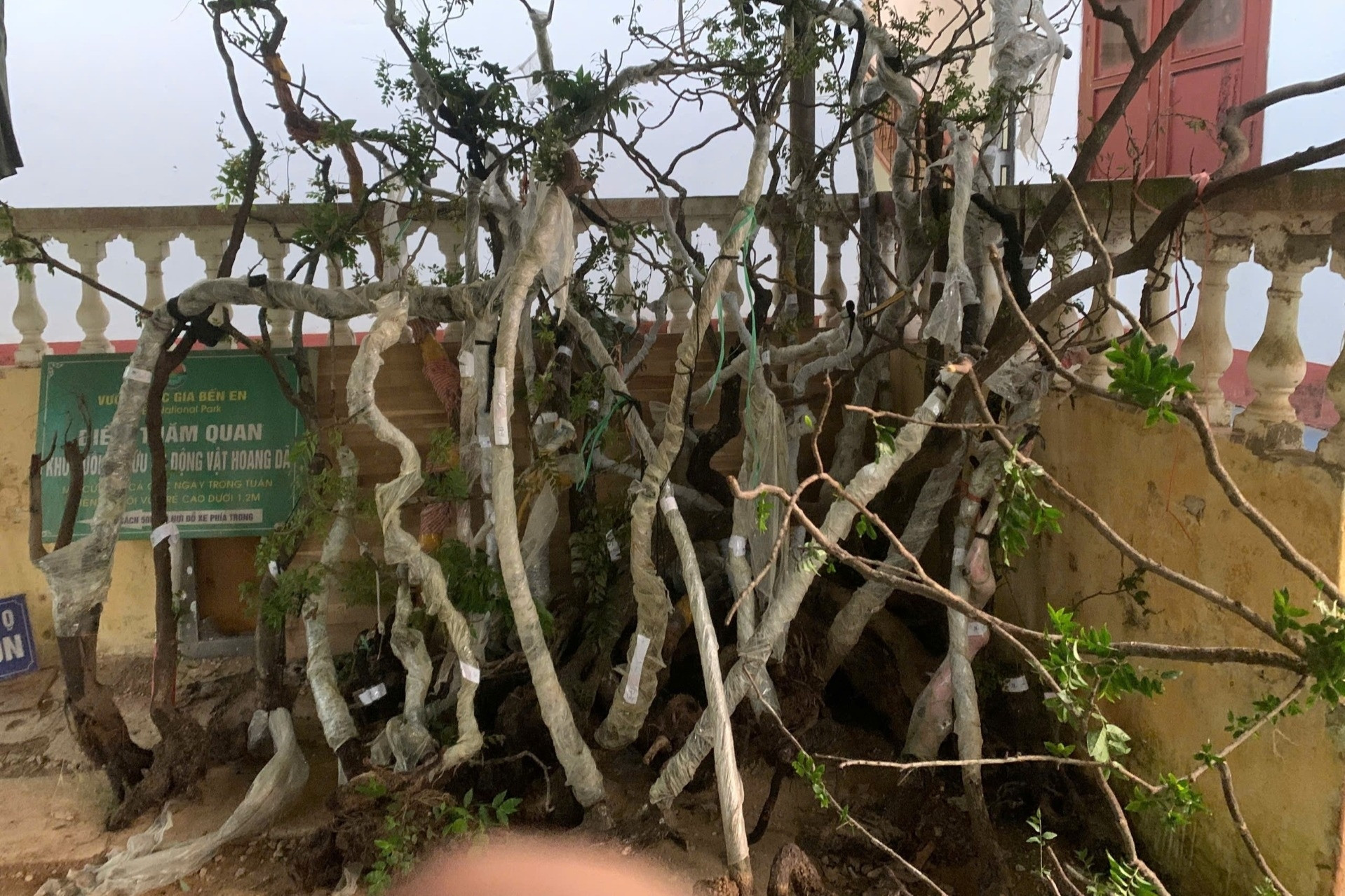 Phát hiện 122 cây muội hồng trong vườn nhà một hộ dân