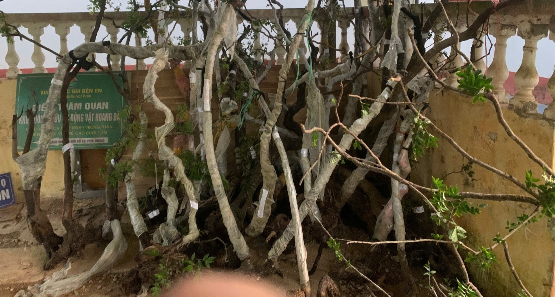 Phát hiện 122 cây muội hồng trong vườn nhà một hộ dân