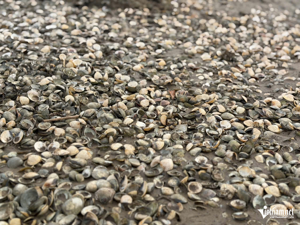 W-a ngao chết4.jpg